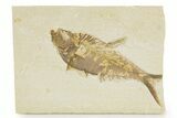 Detailed Fossil Fish (Diplomystus) - Wyoming #379349-1